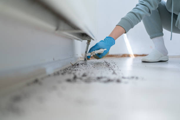 Best Best Pest Control Companies  in Bellmore, NY